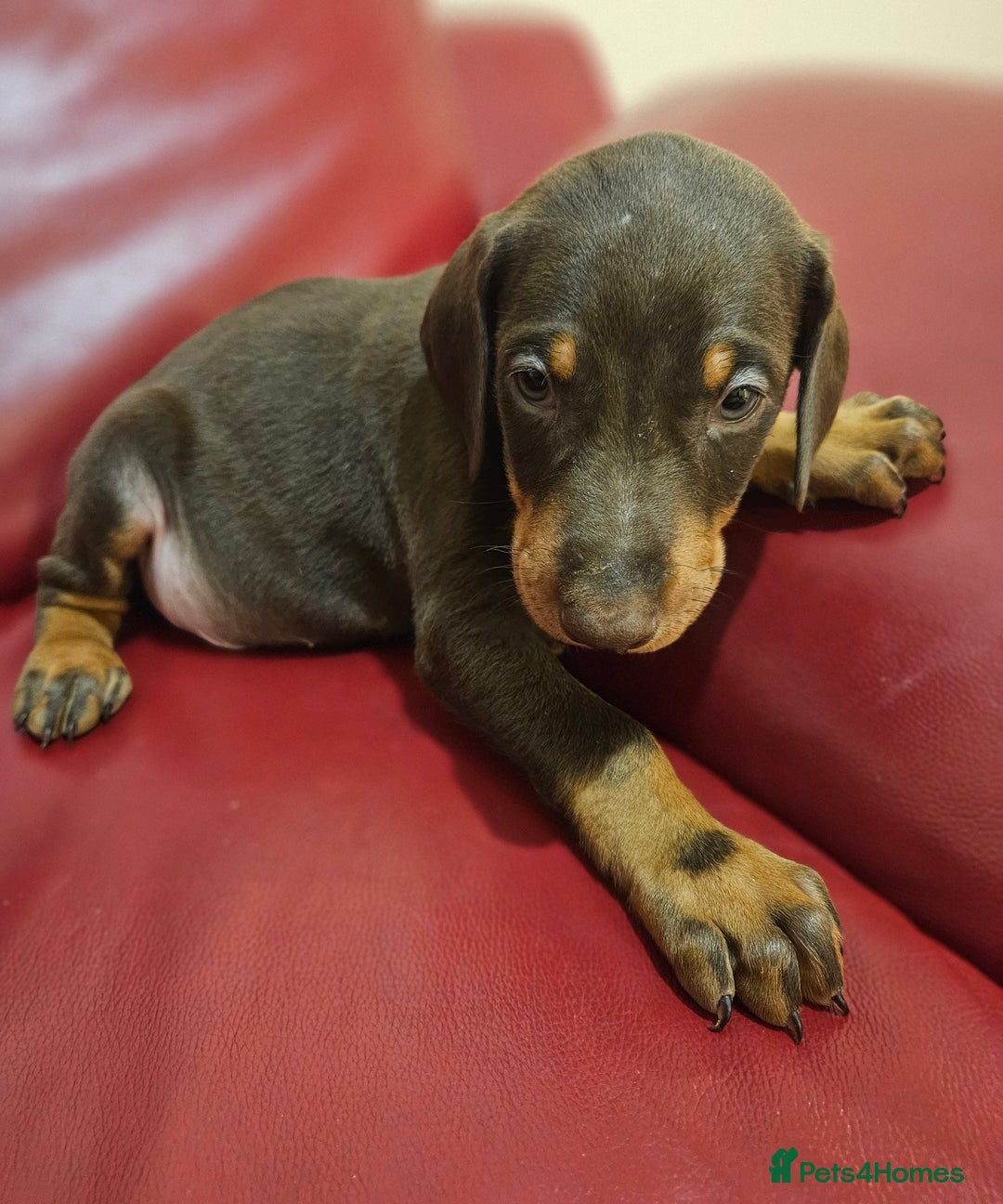 Dobermann dogs for sale: Stunning Female Ready for Lifelong Home  - Advert 25