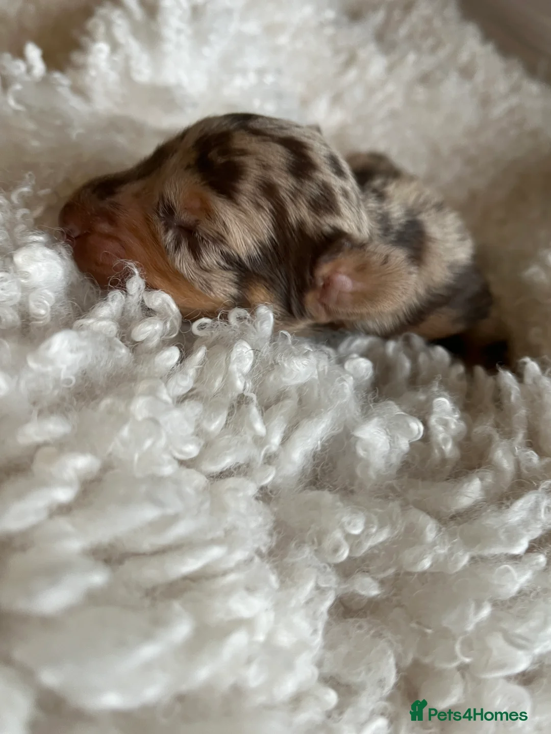 Miniature Dachshund dogs for sale: Miniature dachshunds for sale  - Advert 17