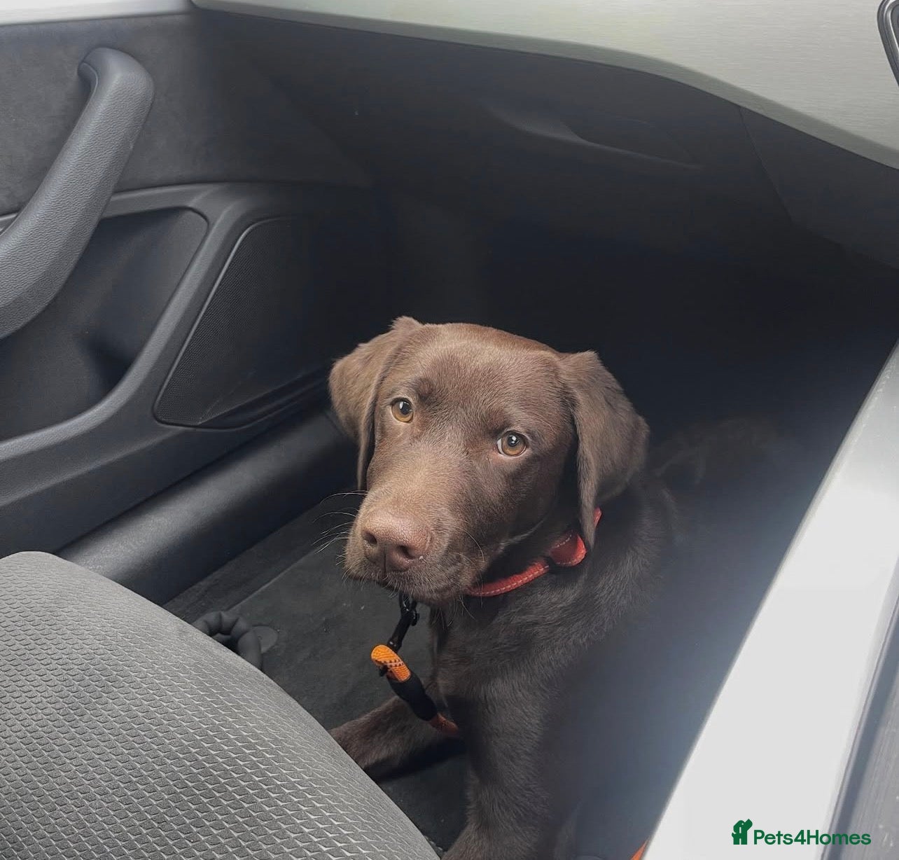 Labrador Retriever dogs 7-Month-Old Chocolate Labrador Male - new Home - Advert 3