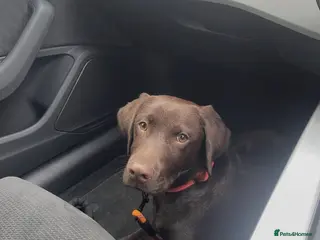 Labrador Retriever dogs 7-Month-Old Chocolate Labrador Male - new Home - Advert 3