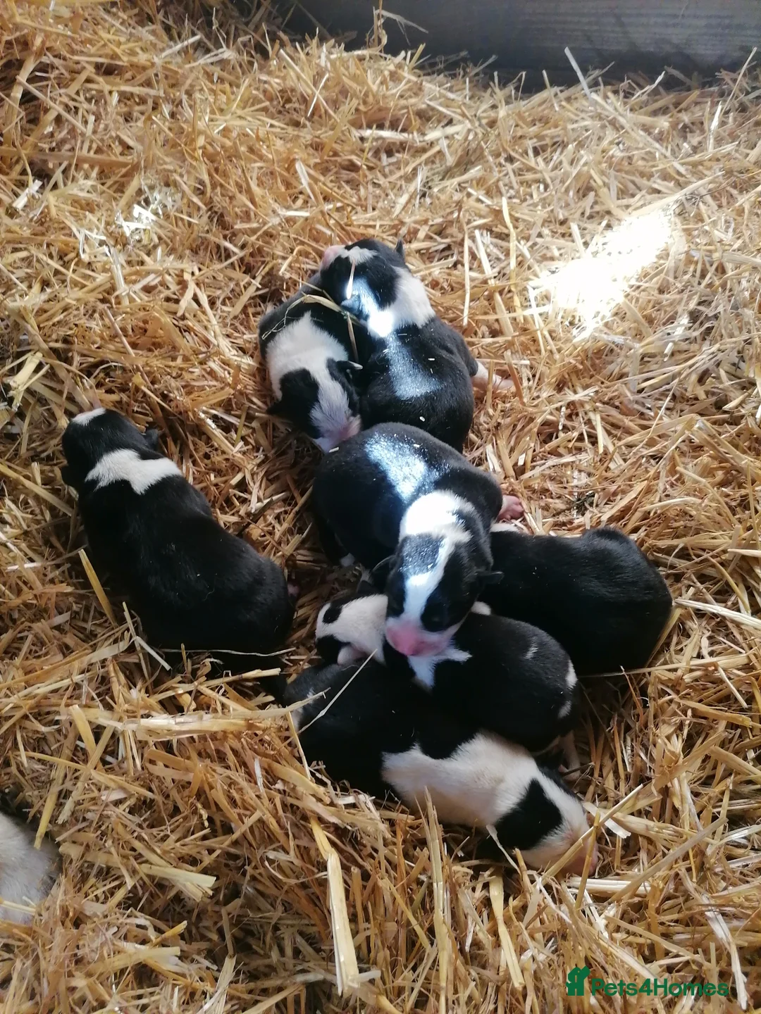 Border Collie dogs for sale: Working Sheepdog puppies  - Advert 3