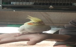 Ringnecks birds for sale: Lutino ringnecks  - Image 6