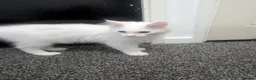 Maine Coon cats for sale: Maine coon kittens  in Stalybridge - Advert 6