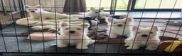 West Highland Terrier dogs for sale: West highland terrier puppies - Advert 7