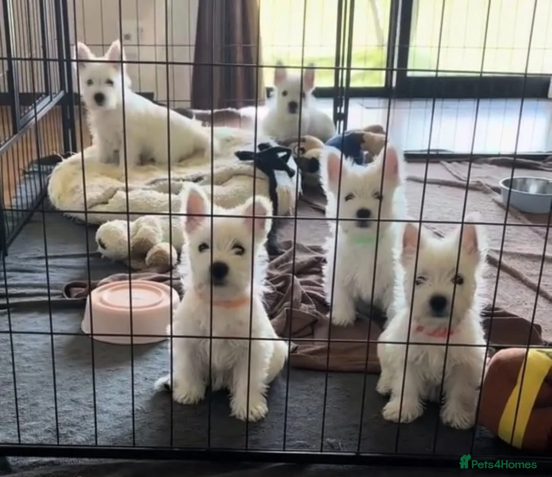 West Highland Terrier dogs for sale: West highland terrier puppies - Advert 7
