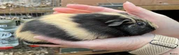 Guinea Pig rodents for sale: Stunning baby girl/sow guinea pigs - Advert 4