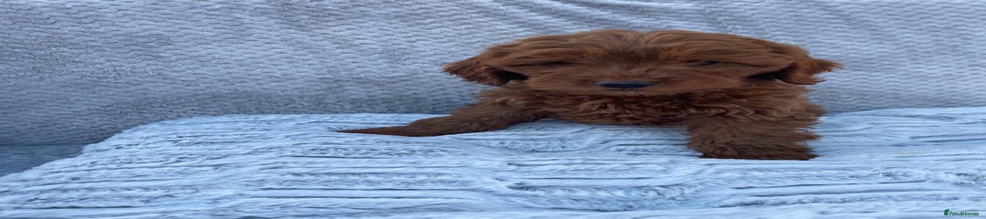 Cavapoo Puppy 2