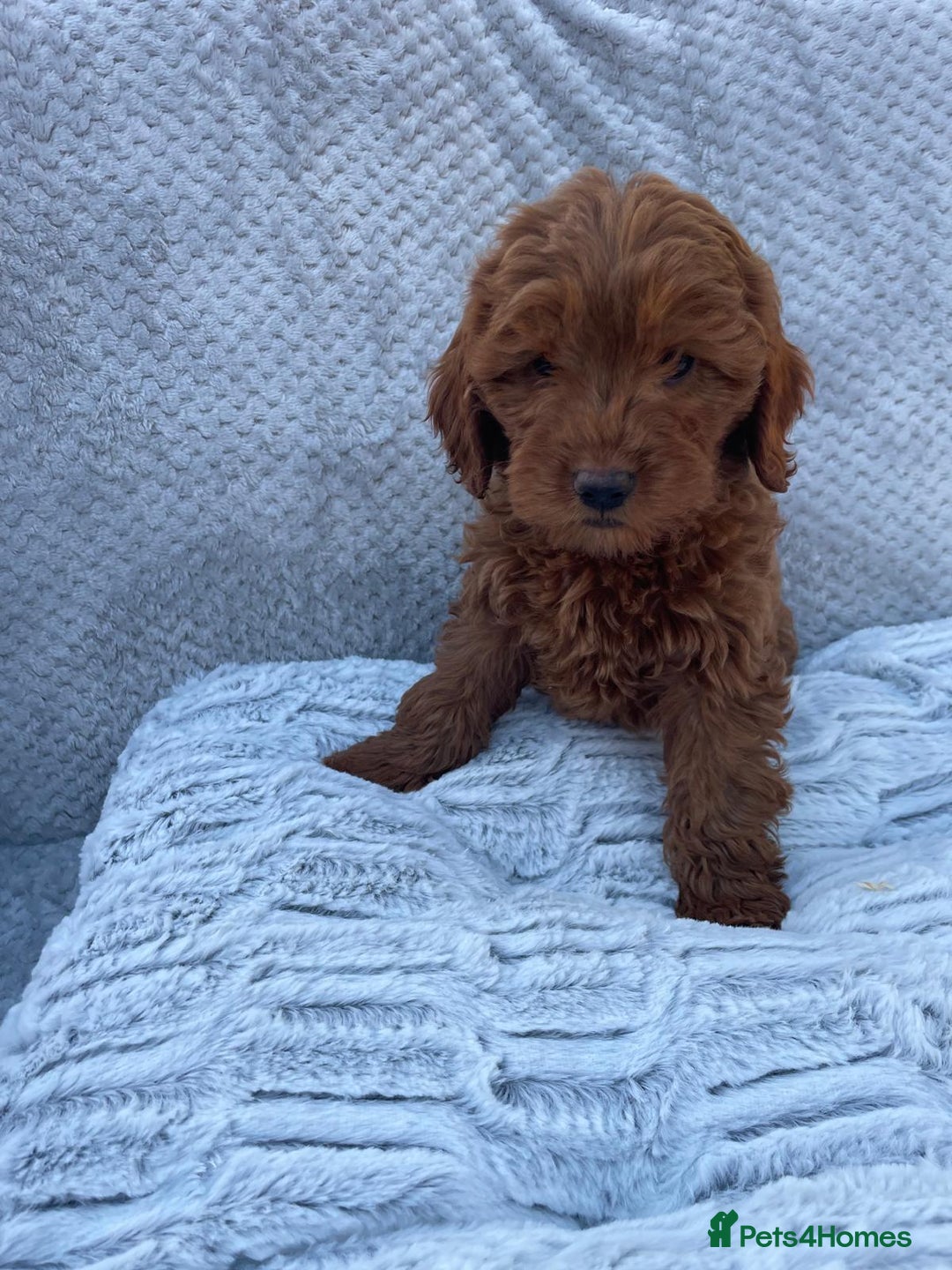 Cavapoo dogs for sale: Cavapoo puppies  - Image 6