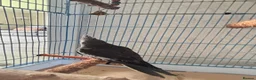 Cockatiels birds for sale: Hand Tame Grey Pied Cockatiel Chick - Advert 3