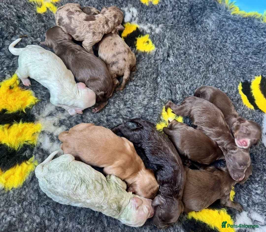 Cockapoo dogs for stud: TRICOLOUR F1 PROVEN ATAT CERTIFIED COCKAPOO STUD in Bromley - Advert 8