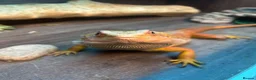 Bearded Dragon reptiles for sale: Bearded Dragon for Sale  - Advert 2