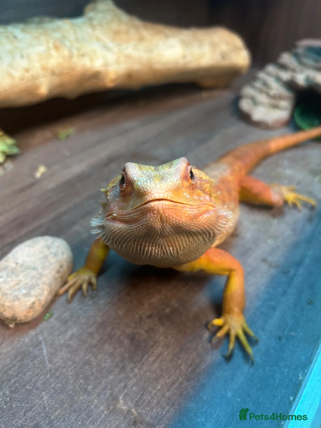 Bearded Dragon reptiles for sale: Bearded Dragon for Sale  - Advert 2
