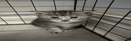 Maine Coon cats for sale: Stunning Maine Coon Kittens – 4 Girls & 1 Boy - Advert 11