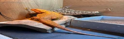 Bearded Dragon reptiles for sale: 4 Year Old Bearded Dragon + Full Setup in Crawley - Advert 2