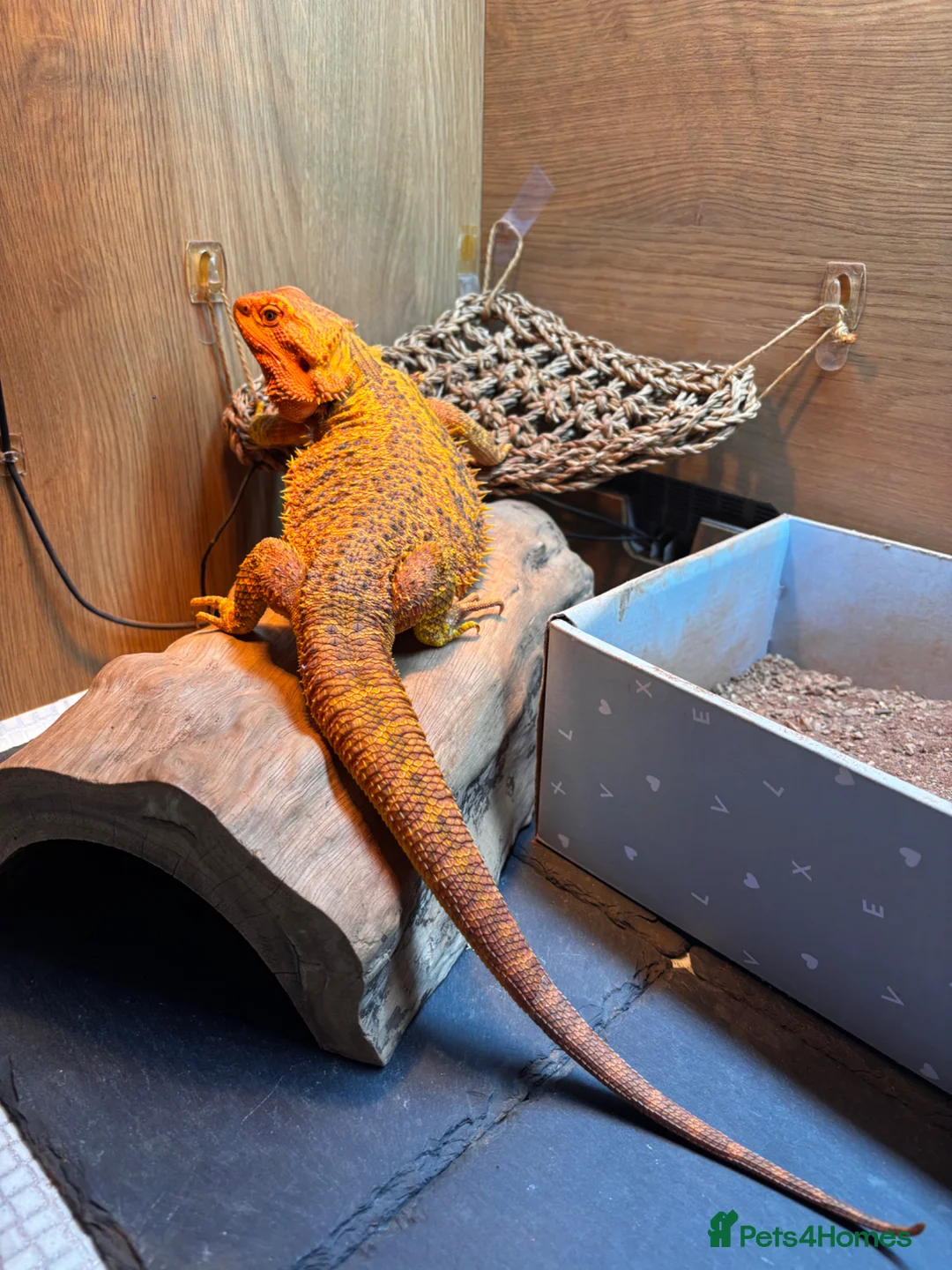 Bearded Dragon reptiles for sale: 4 Year Old Bearded Dragon + Full Setup in Crawley - Advert 2