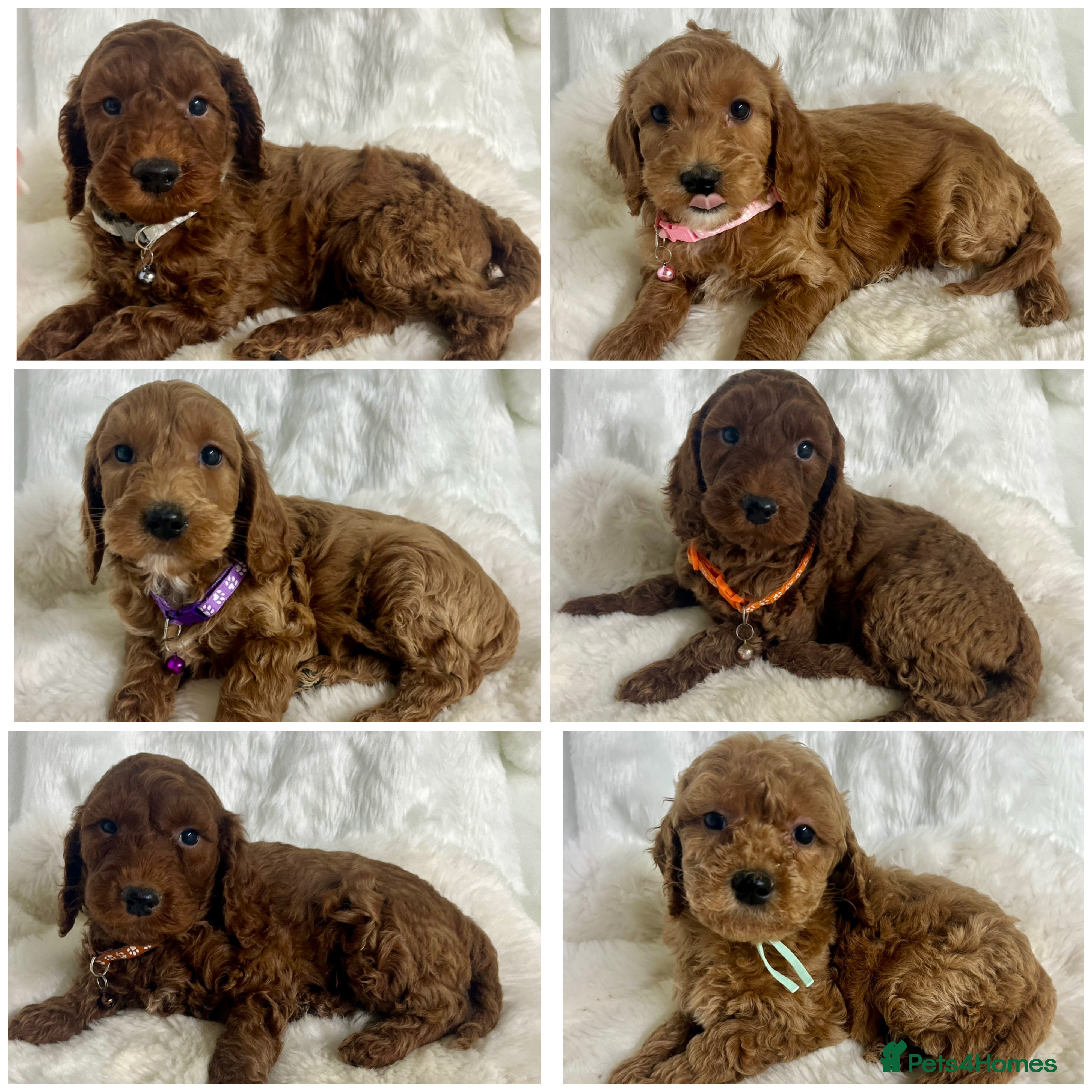 Goldendoodle dogs Outstanding quality fully tested Goldendoodle pups - Advert 5