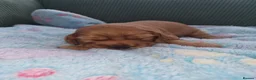 Cocker Spaniel dogs for sale: Cocker spaniel puppy's  - Advert 2
