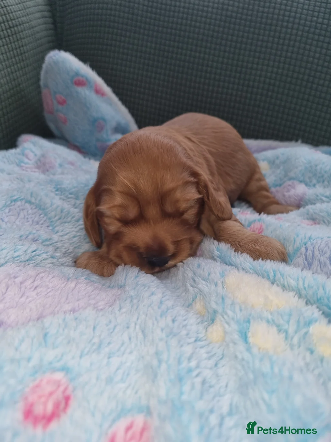Cocker Spaniel dogs for sale: Cocker spaniel puppy's  - Advert 2