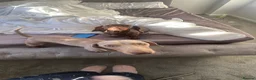 Miniature Dachshund dogs for sale: Miniature dachshunds  in Redditch - Advert 4