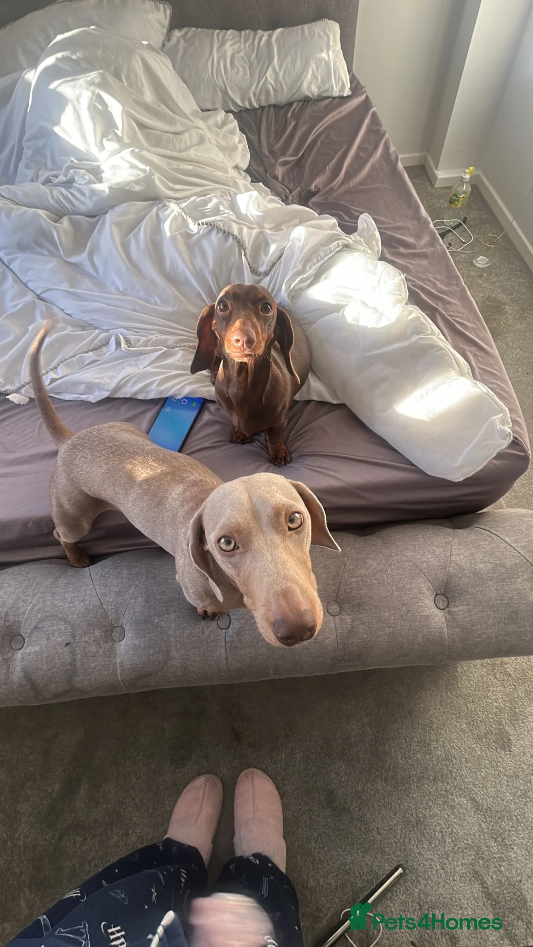 Miniature Dachshund dogs for sale: Miniature dachshunds  in Redditch - Advert 4