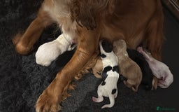 Cocker Spaniel dogs for sale: Working Cocker Pups - Image 4
