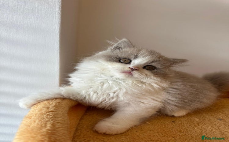 British Shorthair cats - Advert 5