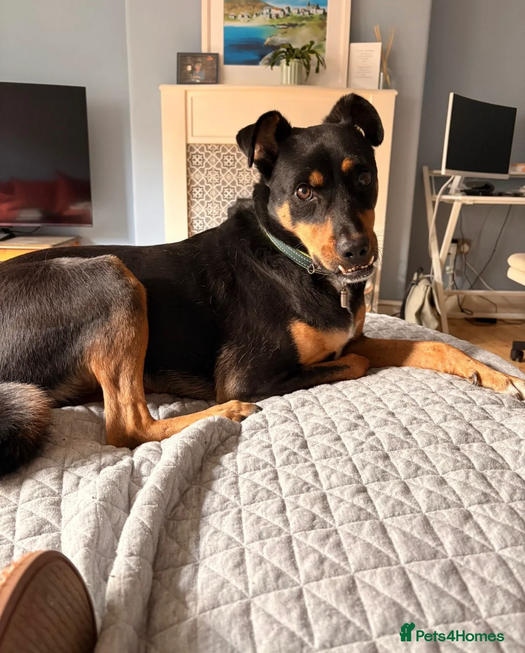 Mixed Breed dogs for adoption: Max ❤️ in Edinburgh - Advert 2