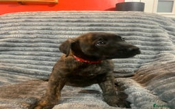 Mixed Breed dogs for sale: Cane corso x mail pups available.  - Advert 8