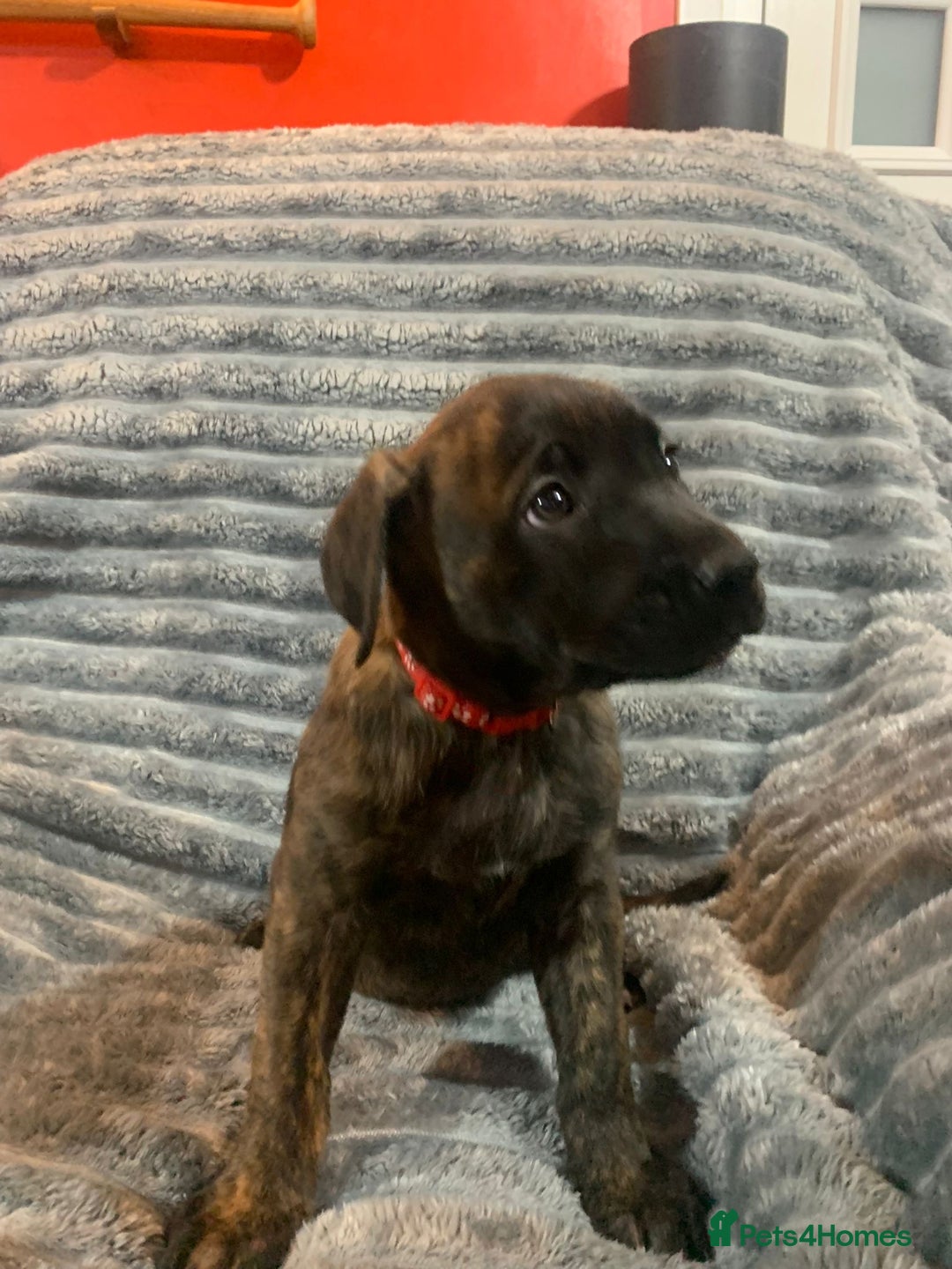 Mixed Breed dogs for sale: Cane corso x mail pups available.  - Advert 8