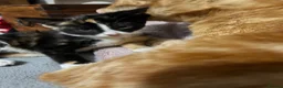 Mixed Breed cats for sale: 9 week old female calico - Advert 6