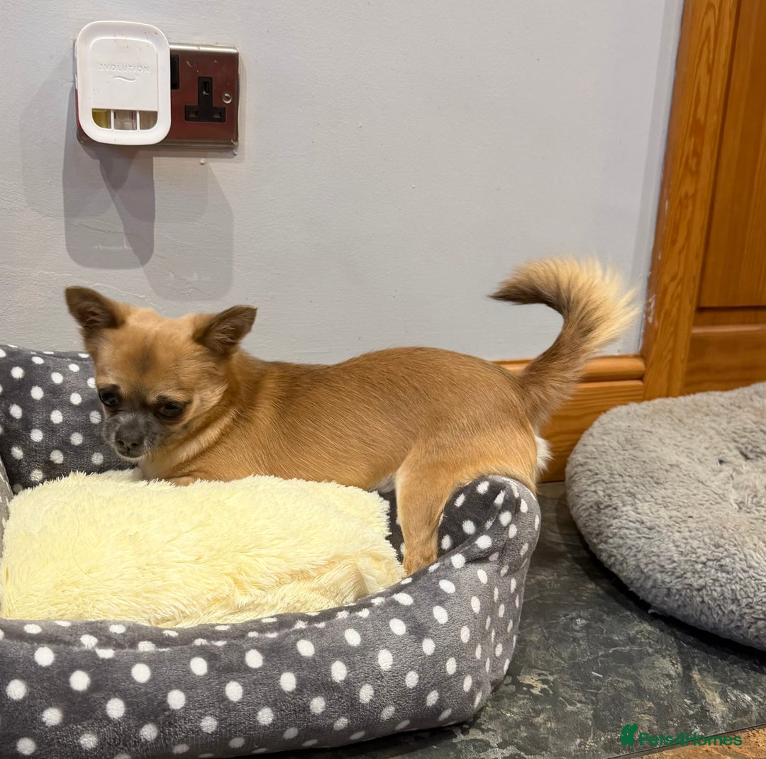Chihuahua dogs for sale: Beautiful Male chihuahua  - Advert 4
