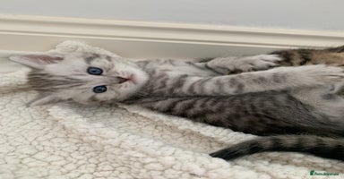 British Shorthair cats - Advert 14