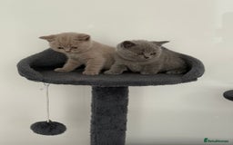British Shorthair cats for sale: British shorthair kittens  - Image 8