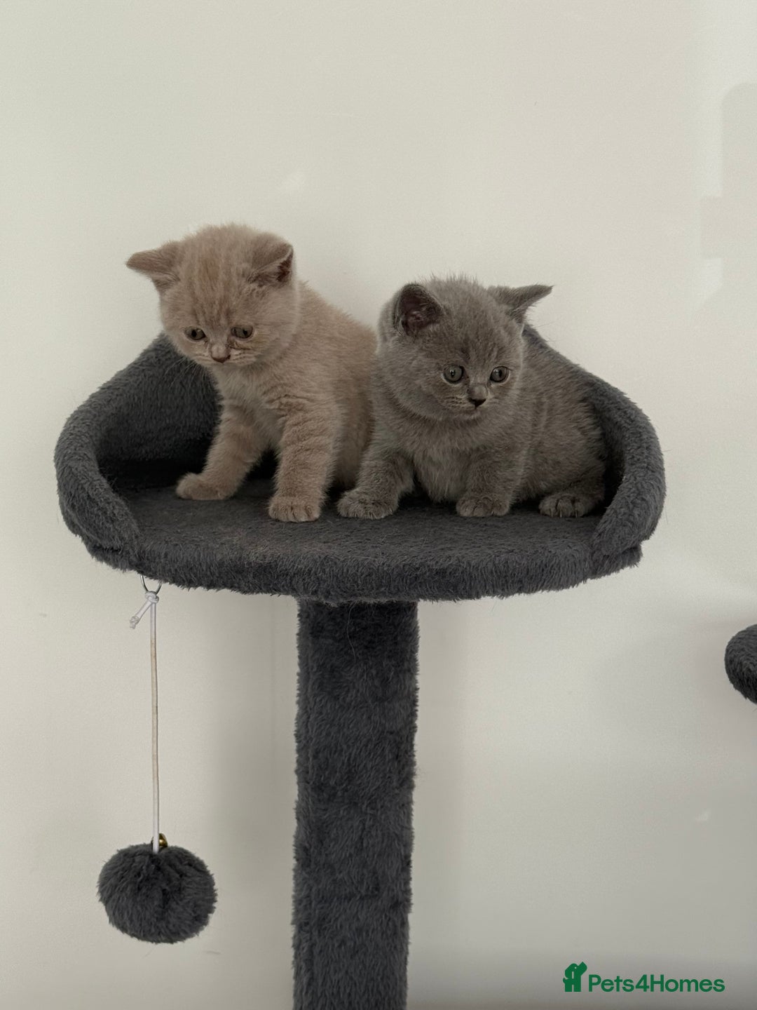 British Shorthair cats for sale: British shorthair kittens  - Image 8