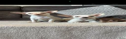 Chihuahua dogs for sale: Chihuahua puppy’s  - Advert 3