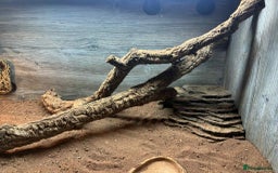 Bearded Dragon reptiles for sale: dragon with full setup - Image 3