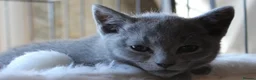 Russian Blue cats for sale: Healthy home raised Green eyes kitten up for new p in Goole - Advert 3