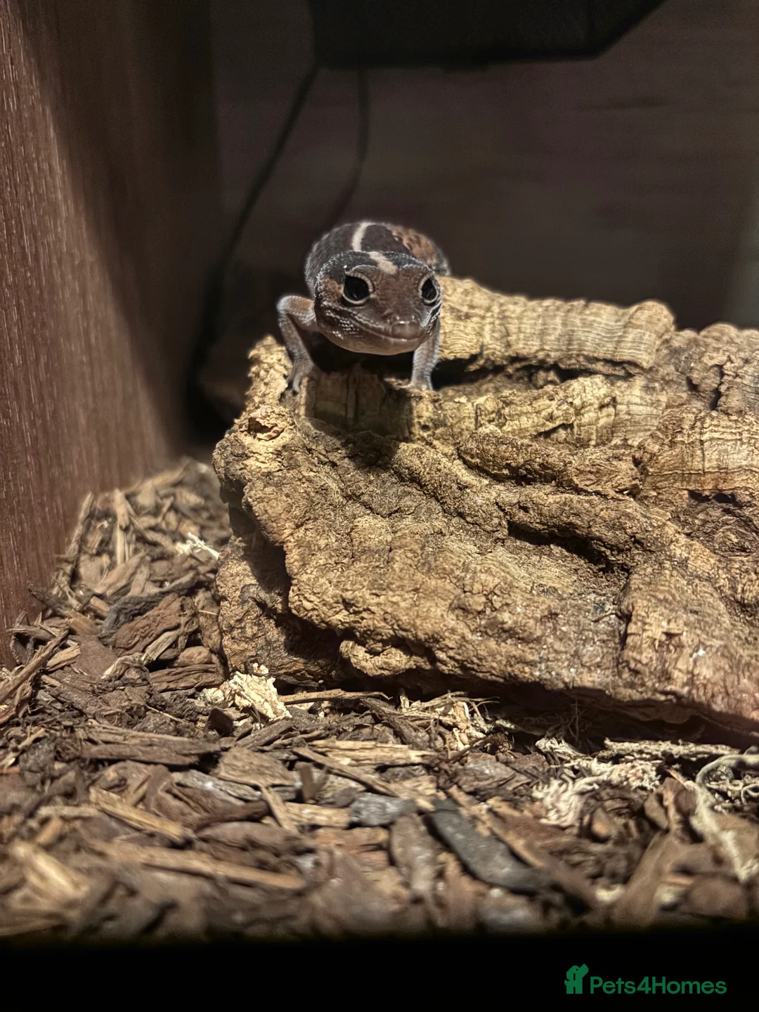 Gecko reptiles for sale: African fat tail gecko  in Chatteris - Advert 2