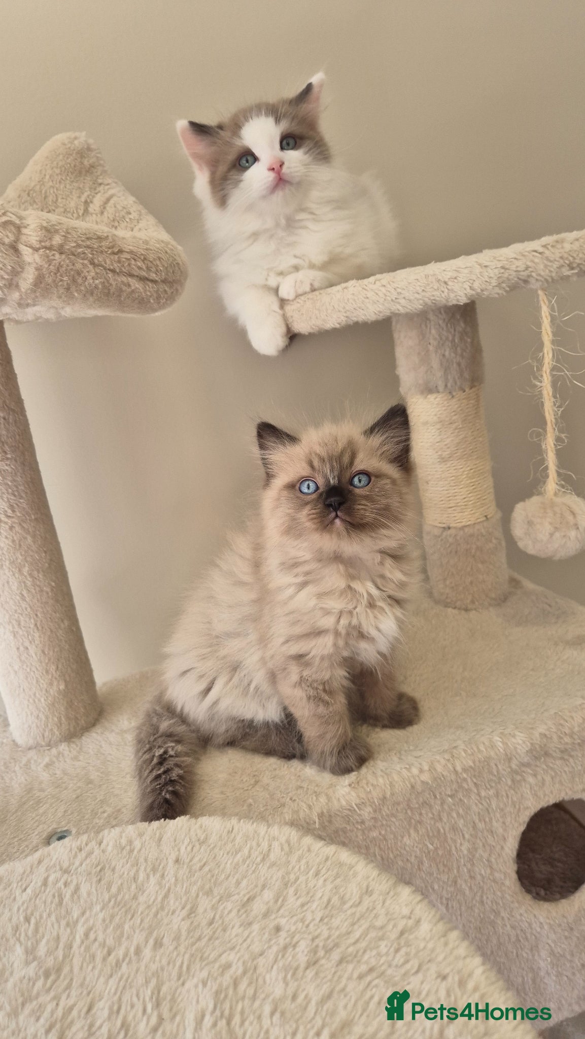 Ragdoll cats Only 1 boy left - Seal mink bicolour 🥹🐾🫶 - Advert 11