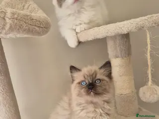 Ragdoll cats Only 1 boy left - Seal mink bicolour 🥹🐾🫶 - Advert 8