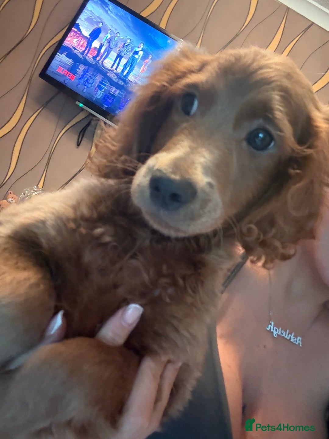 Mixed Breed dogs for sale: Cavapoo puppies  - Image 4