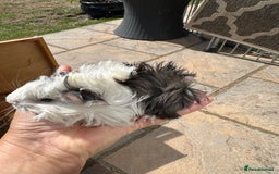 Guinea Pig rodents for sale: Funky haired male guinea pigs. - Image 1