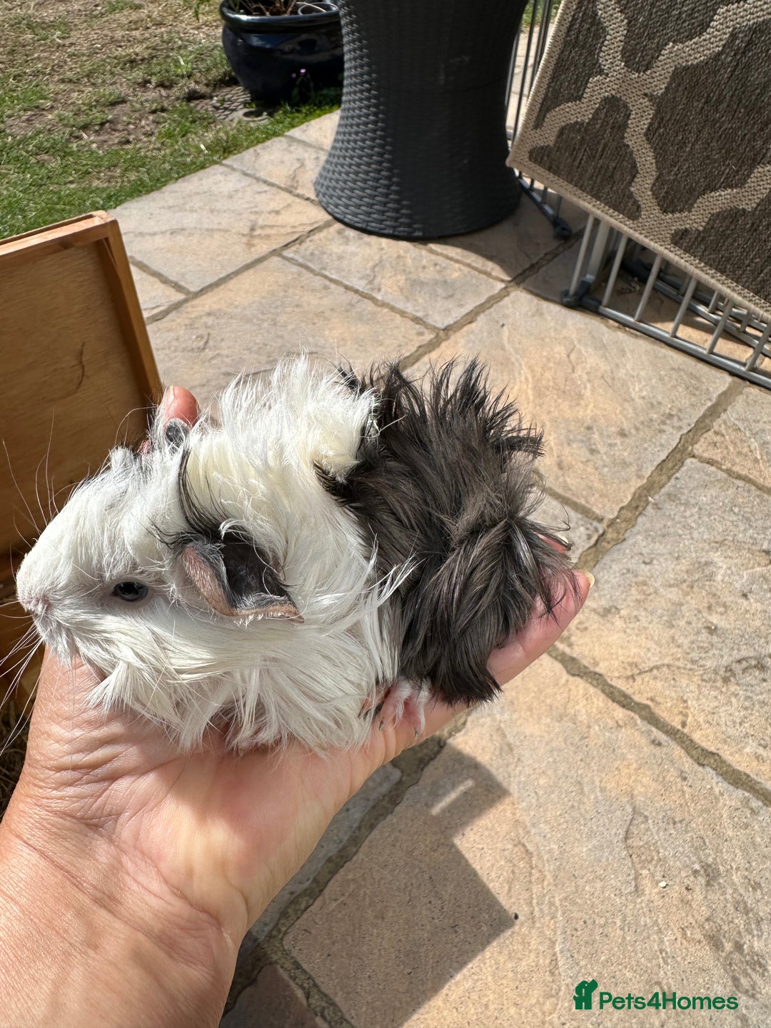 Guinea Pig rodents for sale: Funky haired male guinea pigs. - Image 1