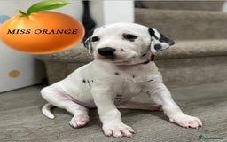 Dalmatian dogs for sale: Stunning mixed litter of Dalmatians  - Image 2