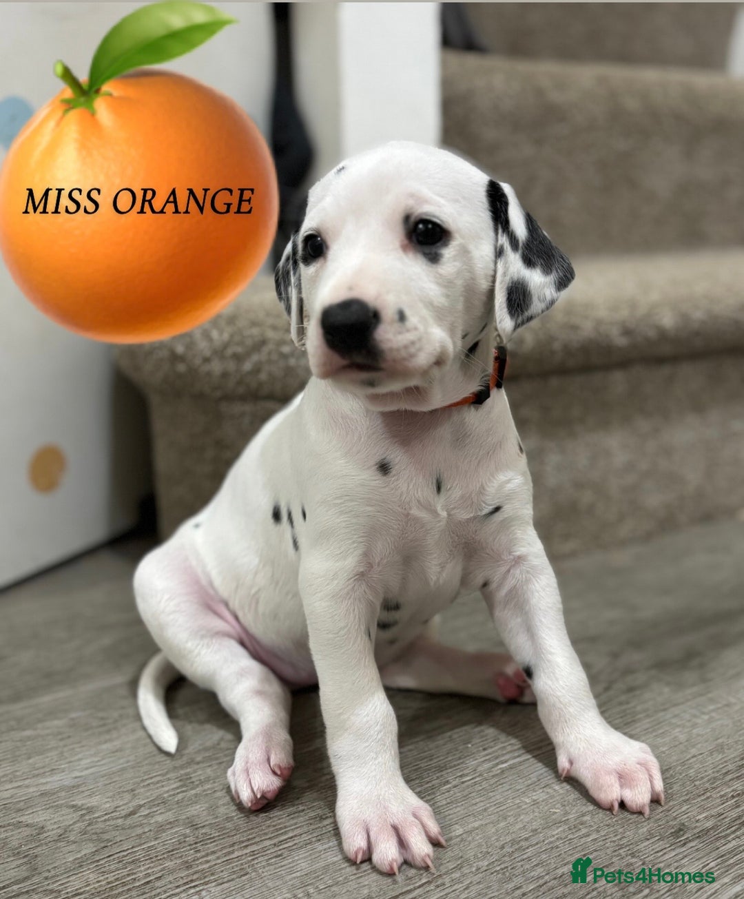 Dalmatian dogs for sale: Stunning mixed litter of Dalmatians  - Image 2