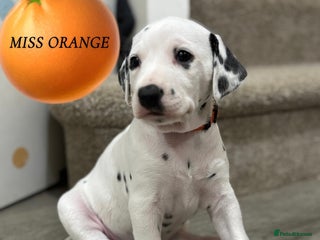 Dalmatian dogs Stunning mixed litter of Dalmatians - Advert 2