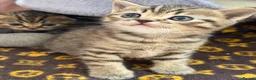 British Shorthair cats for sale: British short hair x Scottish fold kittens - Advert 15