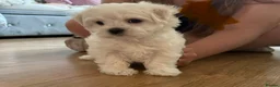 Maltese dogs for sale: Sweet girls - Advert 7