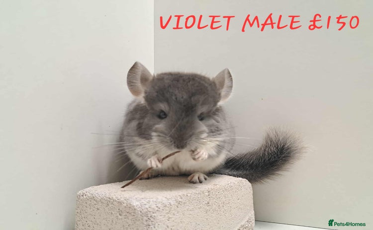 Chinchilla rodents - Advert 1