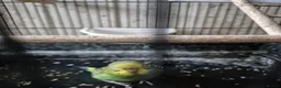 Budgerigars birds for sale: Baby budgies in Stroud - Advert 2